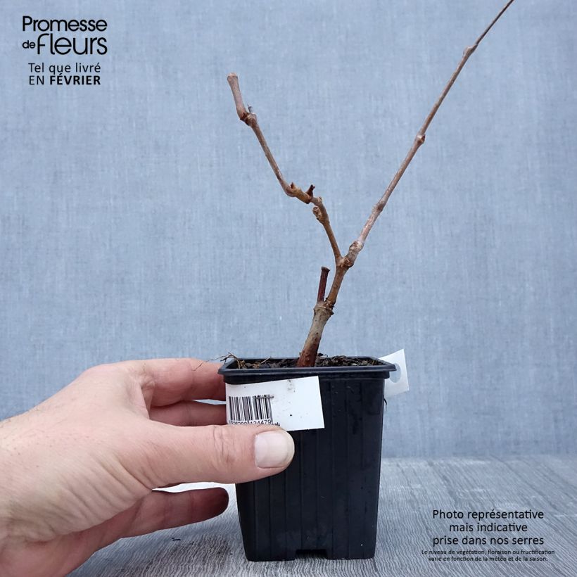 Exemplar von Wilder Wein Kirigami - Parthenocissus quinquefolia Kleine Töpfe von 8/9 cm wie im Winter geliefert