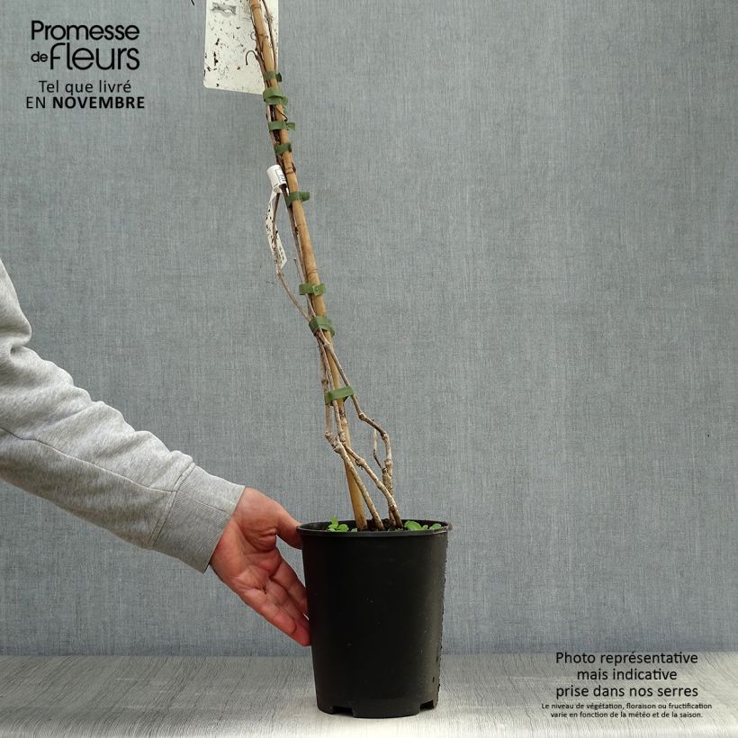 Exemplar von Wilder Wein - Parthenocissus quinquefolia Topf mit 2L/3L wie im Herbst geliefert