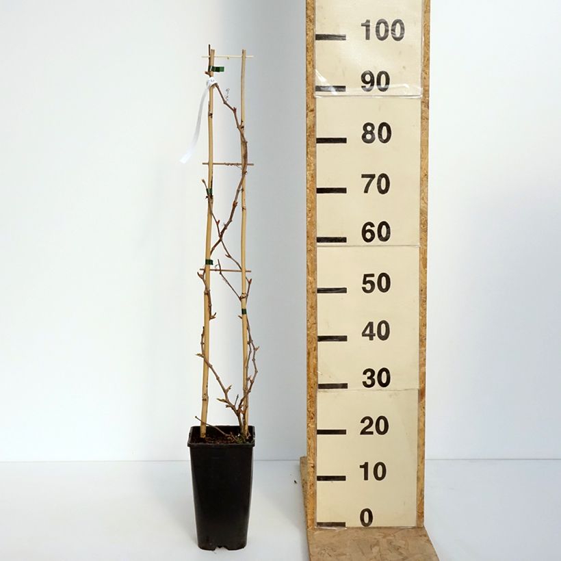 Exemplar von Wilder Wein Yellow Wall - Parthenocissus quinquefolia Topf mit 3L/4LGelieferte Höhe ca. 60cm wie im Frühjahr geliefert