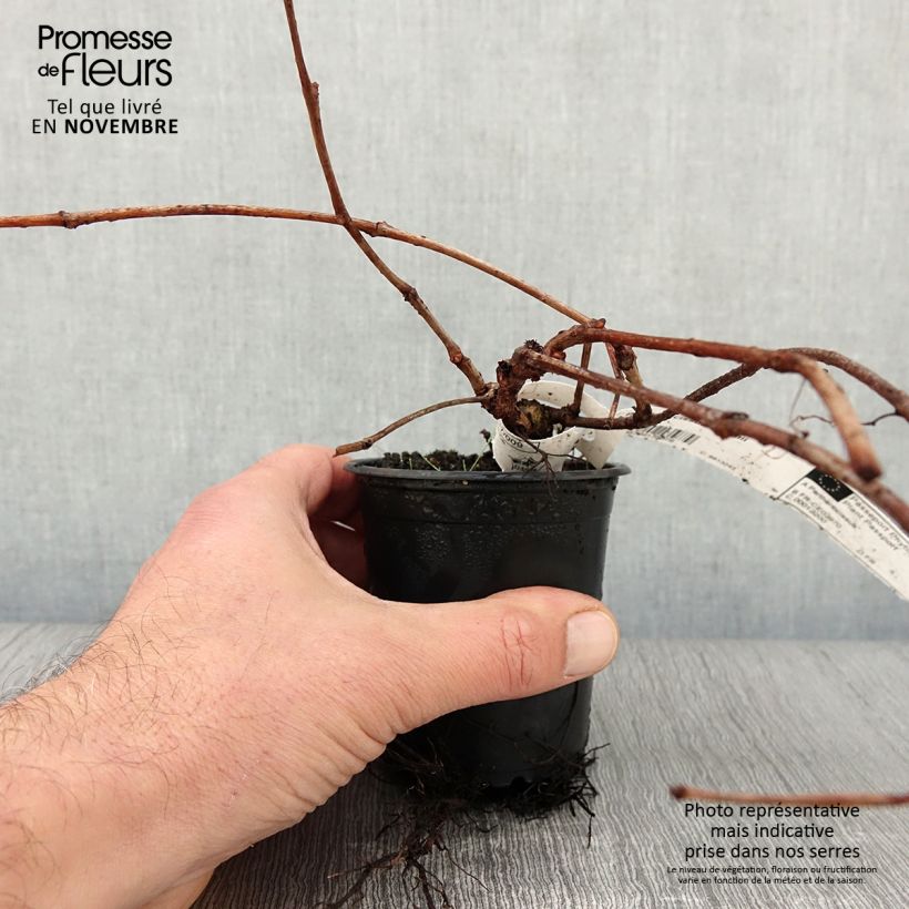 Exemplar von Kletterwein Veitchii - Parthenocissus tricuspidata Kleine Töpfe von 8/9 cm wie im Herbst geliefert