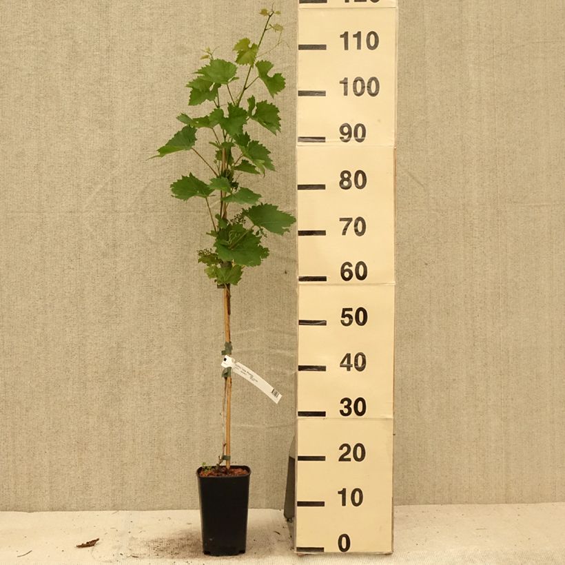 Exemplar von Weinrebe Phoenix Topf mit 2L/3L wie im Sommer geliefert