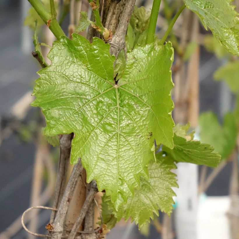 Weinrebe Muscat Bleu ZPd4 (Laub)