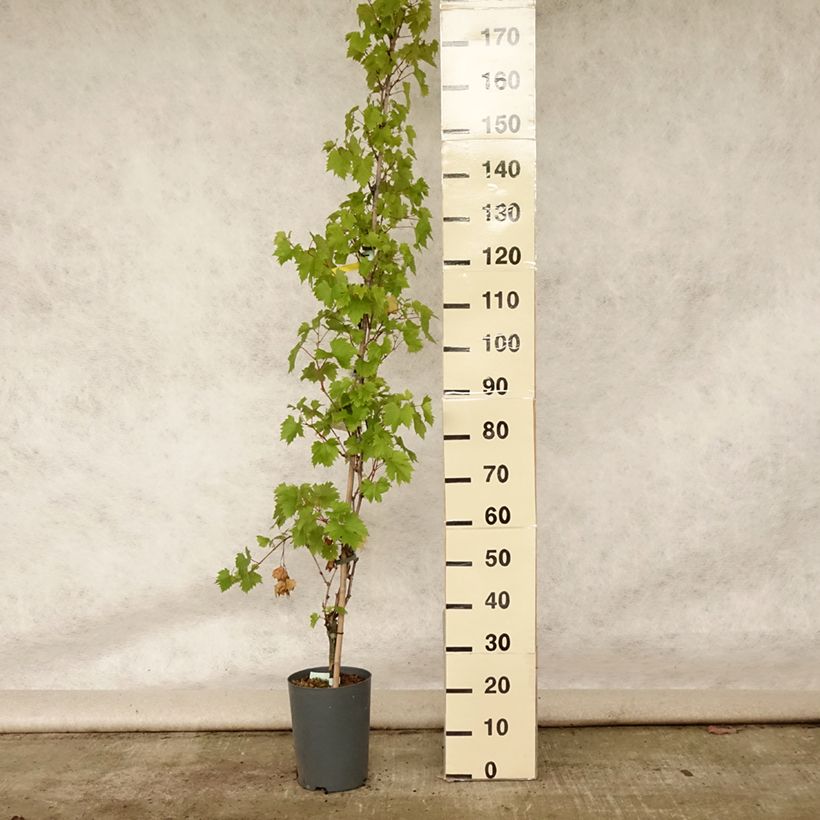 Exemplar von Weinrebe Palatina Topf mit 4L/5L wie im Sommer geliefert