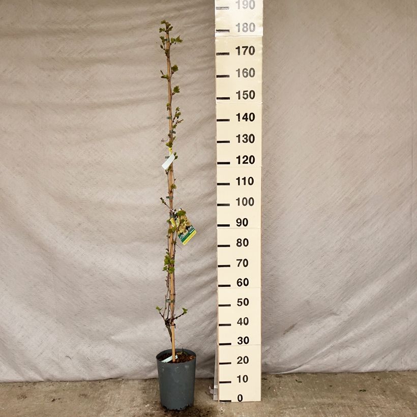 Exemplar von Weinrebe Palatina Topf mit 4L/5LGelieferte Höhe ca. 125/150+cm wie im Frühjahr geliefert