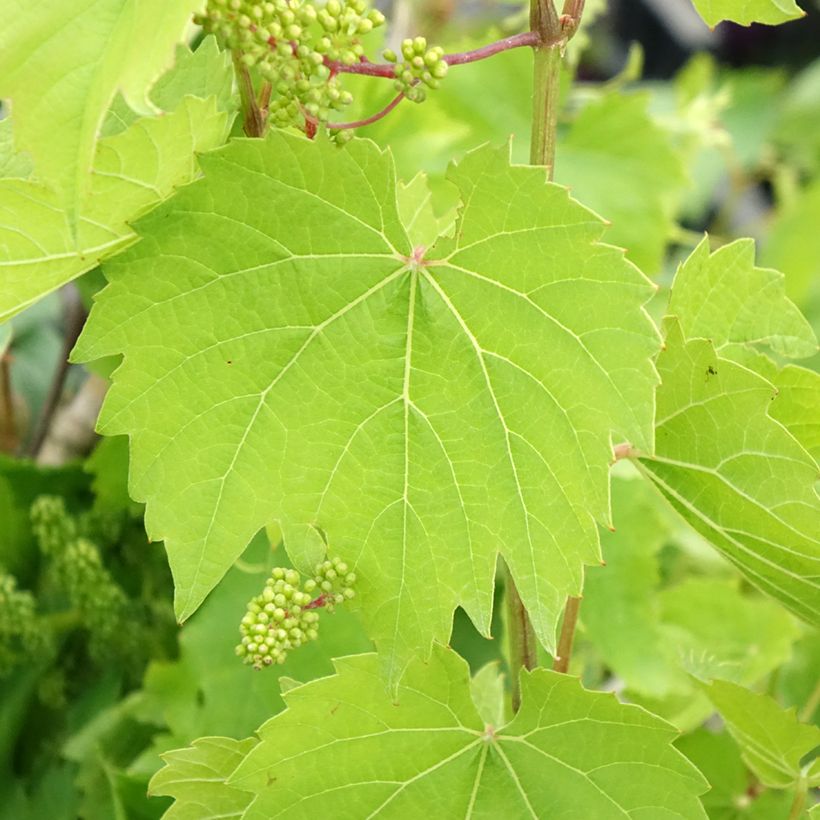Weinrebe Vroege Van Der Laan (Laub)