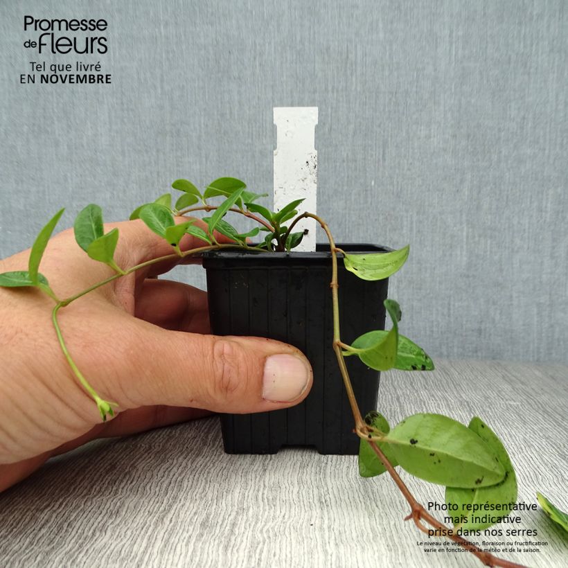 Exemplar von Kleines Immergrün Atropurpurea - Vinca minor Kleine Töpfe von 8/9 cm wie im Herbst geliefert