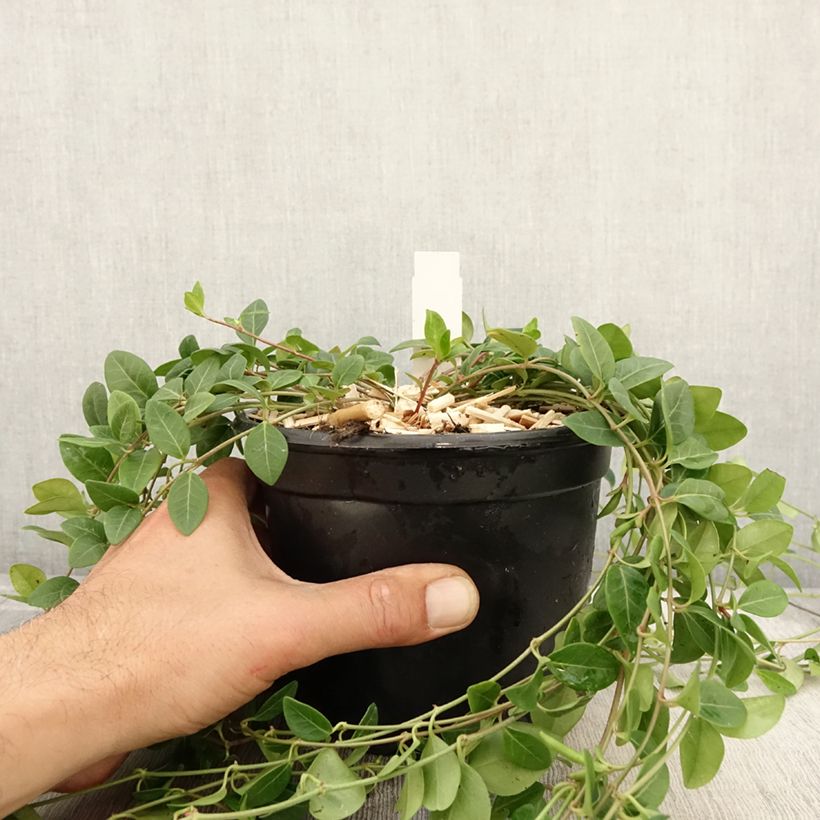 Exemplar von Kleines Immergrün Atropurpurea - Vinca minor Topf mit 2L/3L wie im Herbst geliefert
