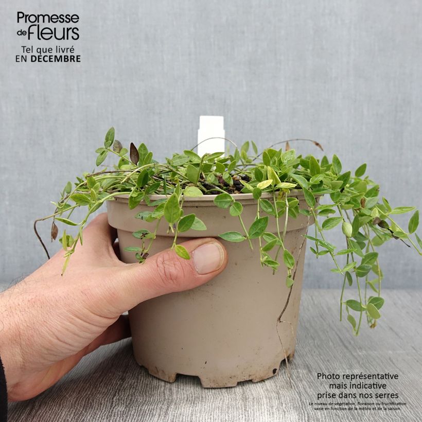 Exemplar von Kleines Immergrün Gertrude Jekyll - Vinca minor Topf mit 2L/3L wie im Herbst geliefert