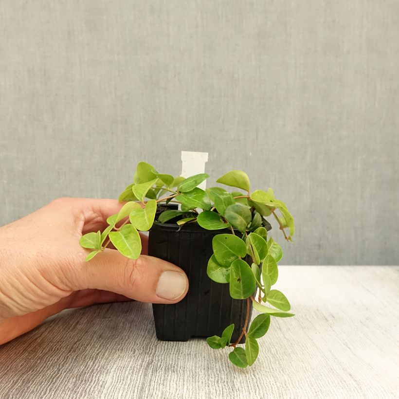 Exemplar von Kleines Immergrün Grüner Teppich - Vinca minor Kleine Töpfe von 8/9 cm wie im Herbst geliefert