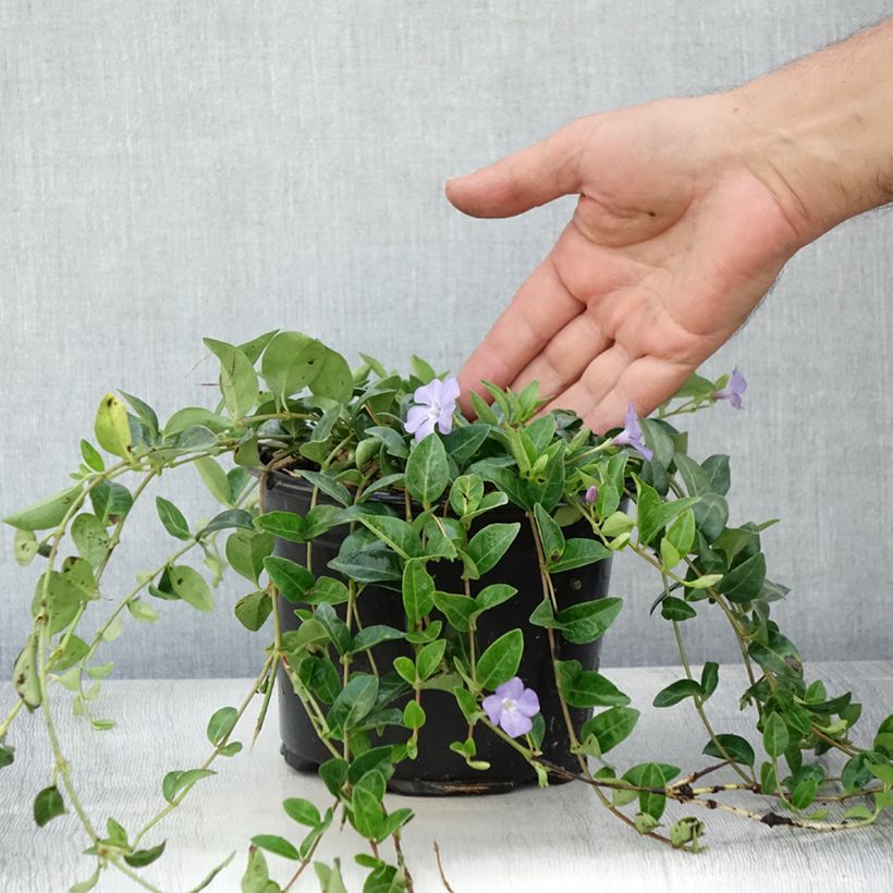 Exemplar von Kleines Immergrün - Vinca minor Topf mit 2L/3L wie im Sommer geliefert