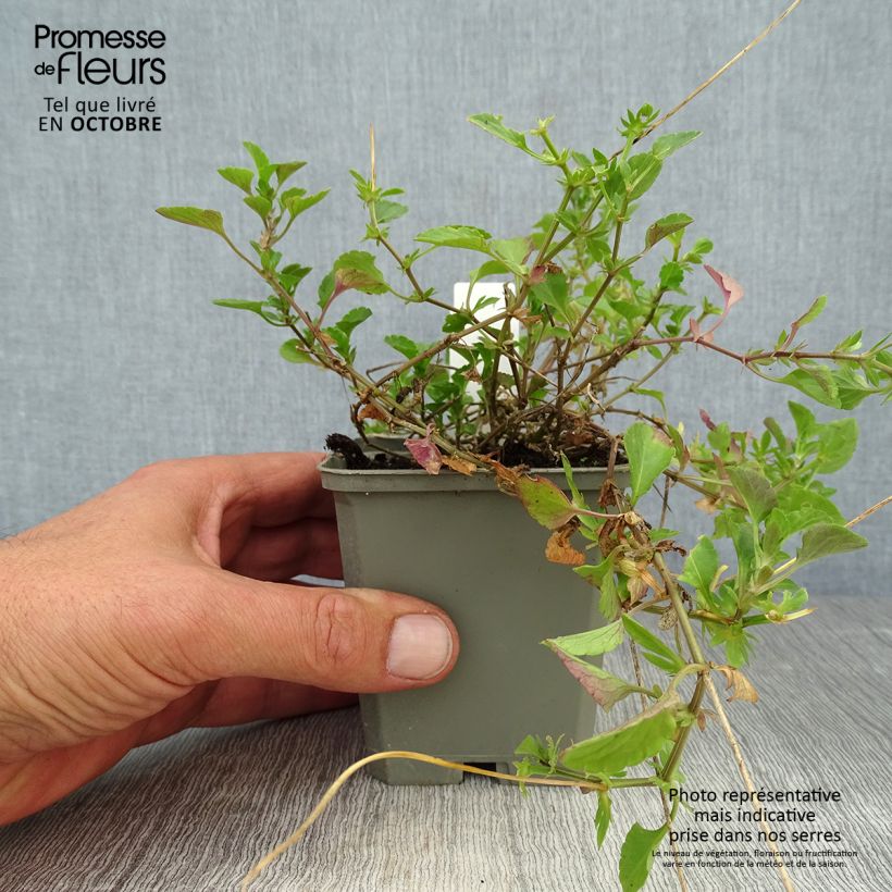 Exemplar von Horn-Veilchen Martin Kleine Töpfe von 8/9 cm wie im Herbst geliefert