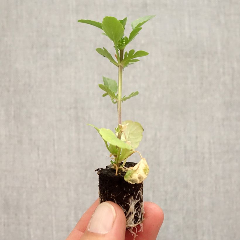 Exemplar von Stiefmütterchen Etain Mini-Plug Ø 3/4 cm wie im Herbst geliefert