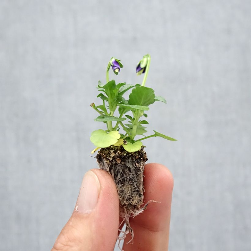 Exemplar von Horn-Veilchen F1 Kitty Surprise Mini-Plug: Plug 2,2 cm x 2 cm in Anzuchtplatte à 35 Stück wie im Herbst geliefert