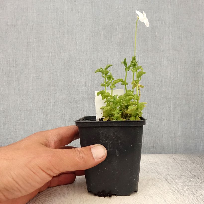 Exemplar von Horn-Veilchen Wisley White Kleine Töpfe von 8/9 cm wie im Sommer geliefert