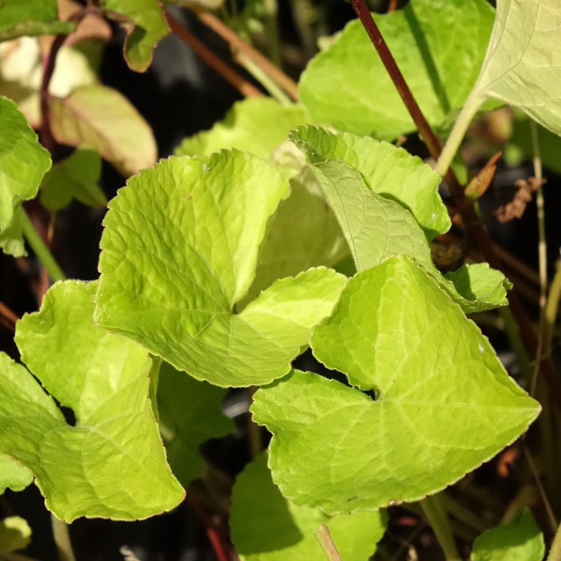 Viola odorata Mrs Pinehurst - März-Veilchen (Laub)