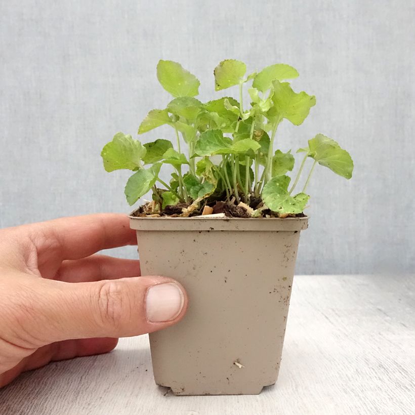 Exemplar von Viola odorata - März-Veilchen Kleine Töpfe von 8/9 cm wie im Sommer geliefert