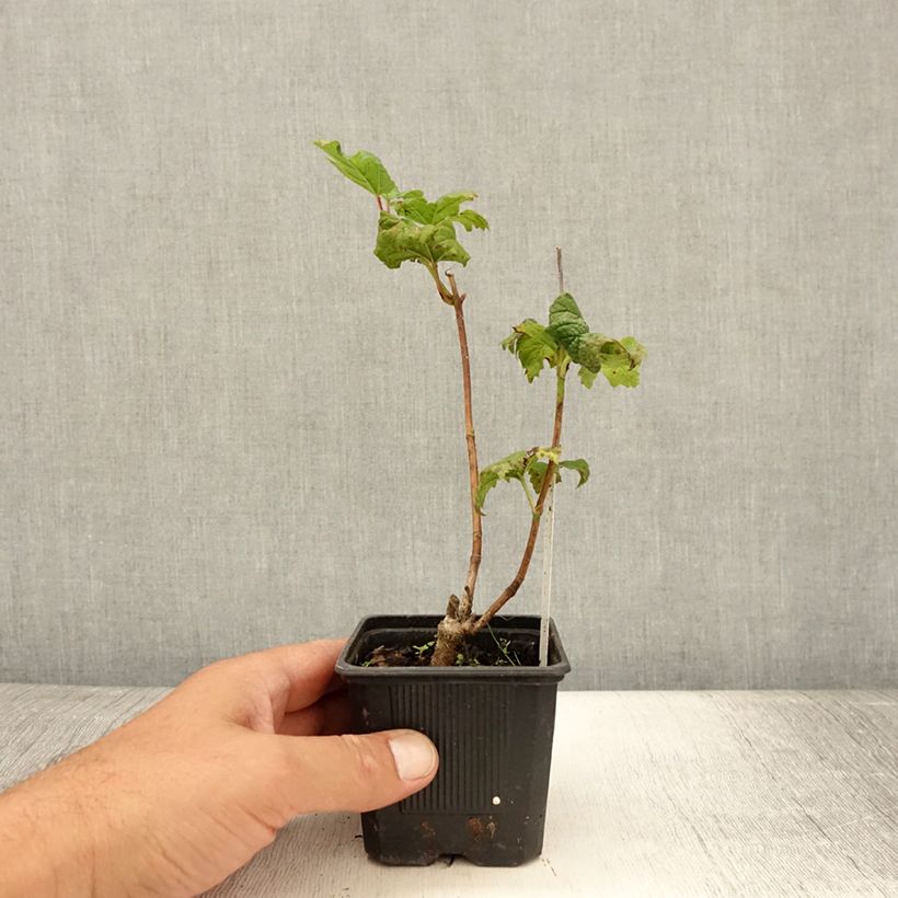 Exemplar von Gewöhnlicher Schneeball Roseum - Viburnum opulus Kleine Töpfe von 8/9 cm wie im Sommer geliefert