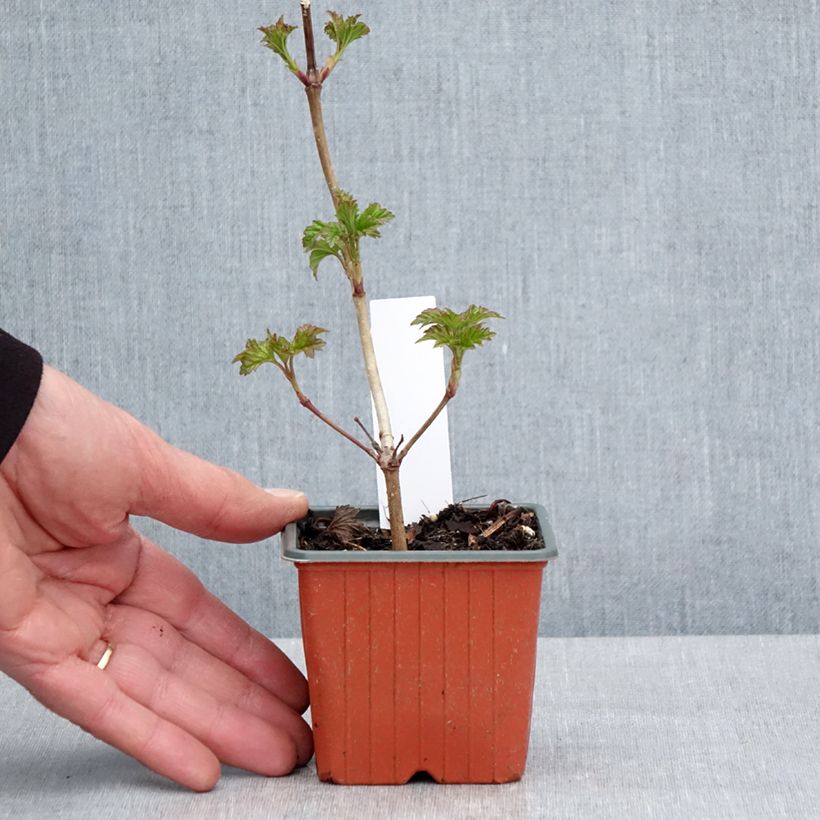 Exemplar von Gewöhnlicher Schneeball Roseum - Viburnum opulus Kleine Töpfe von 8/9 cmGelieferte Höhe ca. 10/15cm wie im Frühjahr geliefert