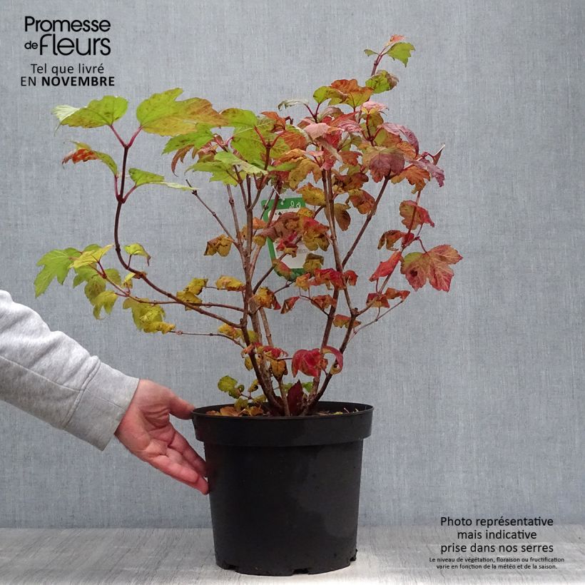 Exemplar von Gewöhnlicher Schneeball Roseum - Viburnum opulus Topf mit 7,5L/10L wie im Herbst geliefert