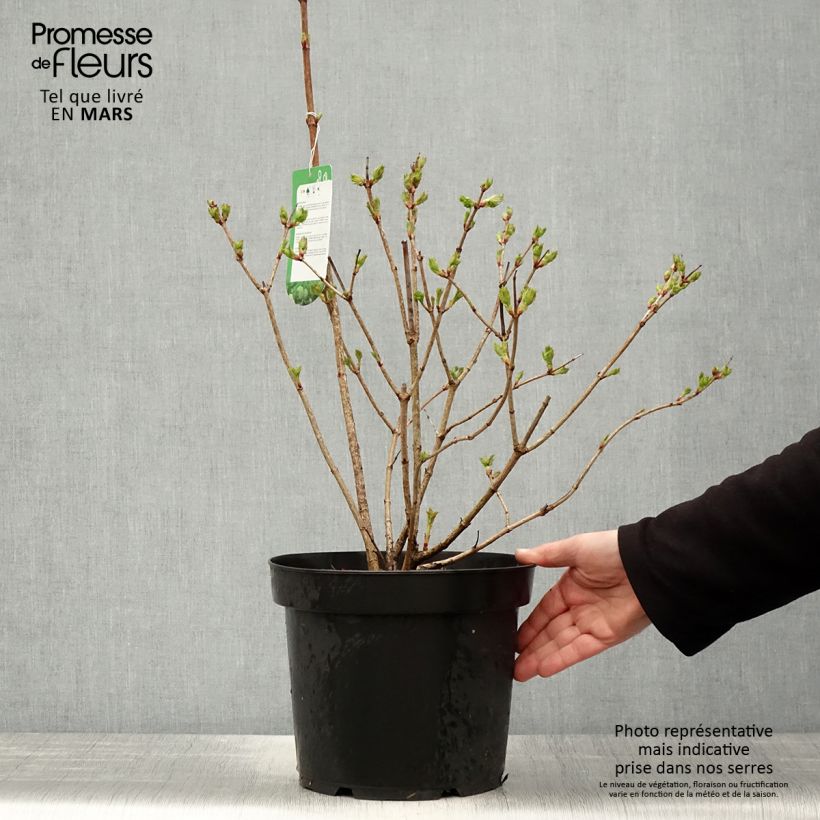 Exemplar von Gewöhnlicher Schneeball Roseum - Viburnum opulus Topf mit 7,5L/10L wie im Frühjahr geliefert