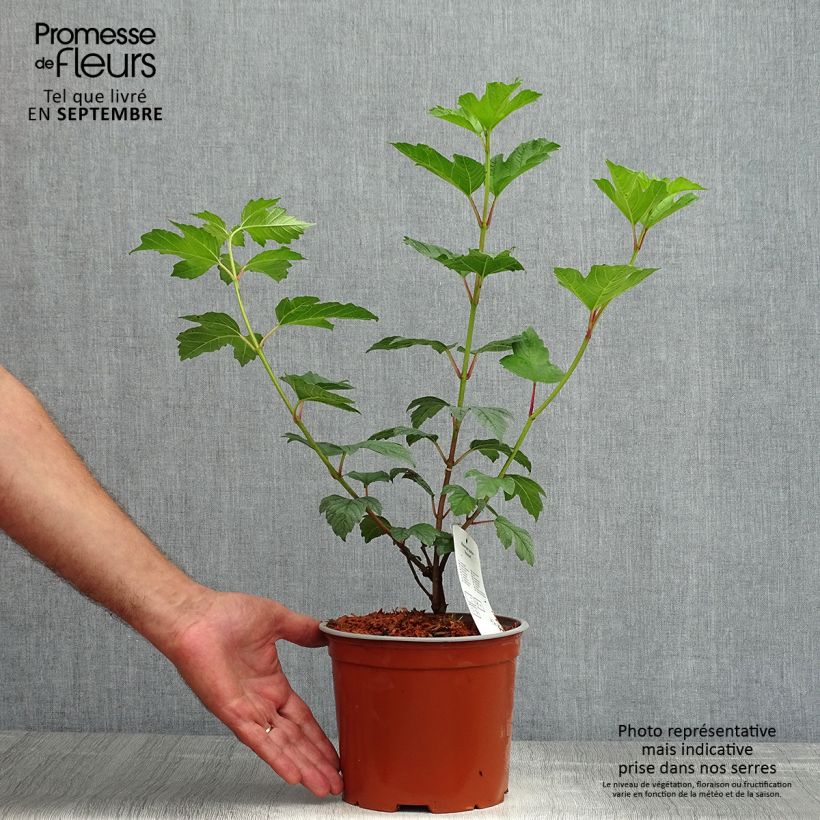 Exemplar von Gewöhnlicher Schneeball Roseum - Viburnum opulus Topf mit 2L/3L wie im Sommer geliefert