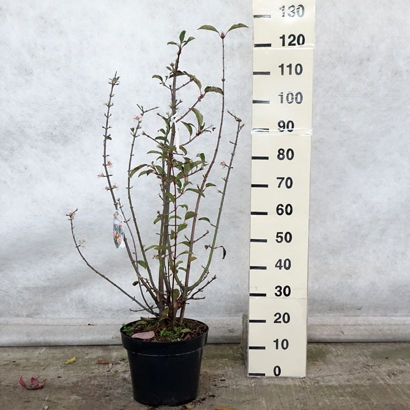 Exemplar von Bodnant-Winterschneeball Dawn - Viburnum bodnantense Topf mit 7,5L/10L wie im Herbst geliefert