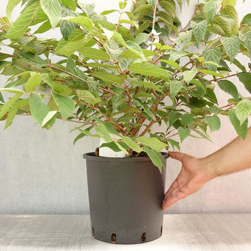Exemplar von Japanischer Schneeball Mariesii - Viburnum plicatum Topf mit 12L/15L wie im Sommer geliefert