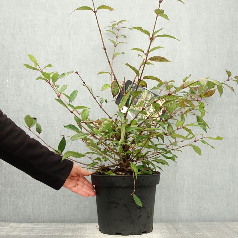 Exemplar von Japanischer Schneeball Molly Schroeder - Viburnum plicatum f. tomentosum Topf mit 7,5L/10L wie im Herbst geliefert