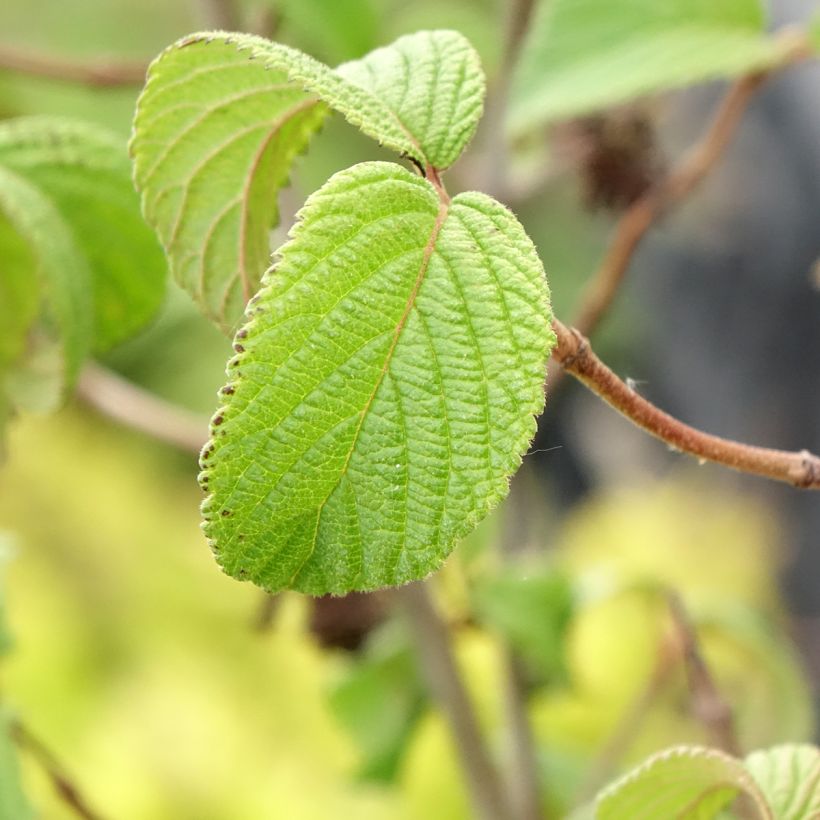Japanischer Schneeball Tomentosum - Viburnum plicatum (Laub)