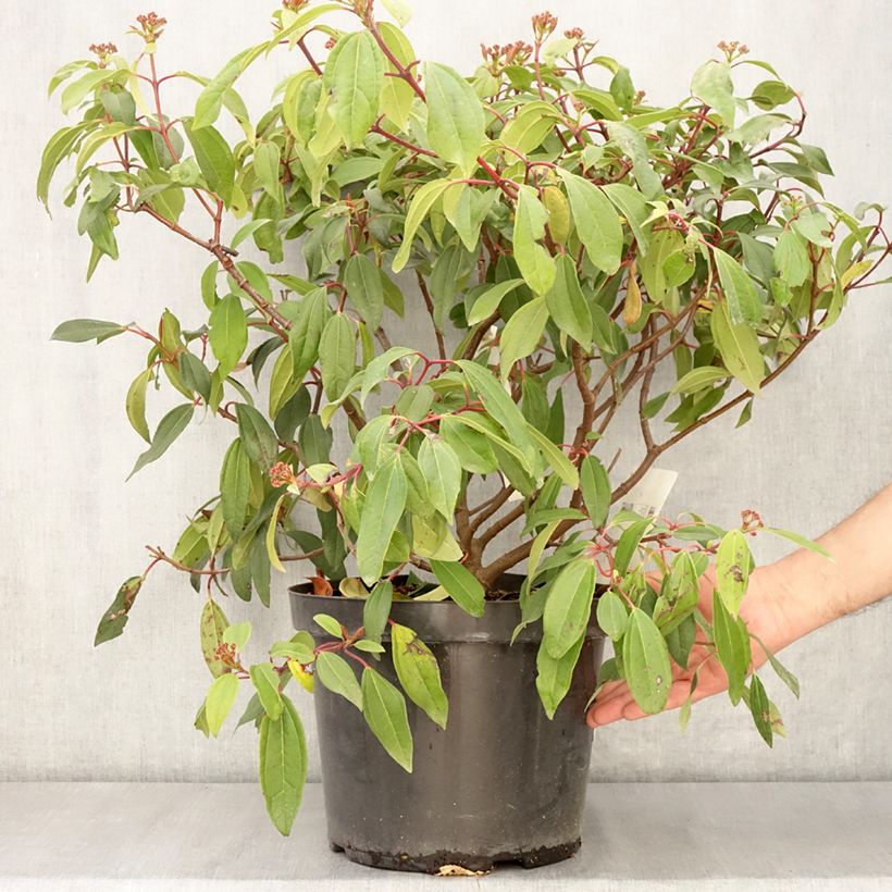Exemplar von Immergrüner Kissen-Schneeball Angustifolium - Viburnum davidii Topf mit 7,5L/10LGelieferte Höhe ca. 50/60cm wie im Frühjahr geliefert