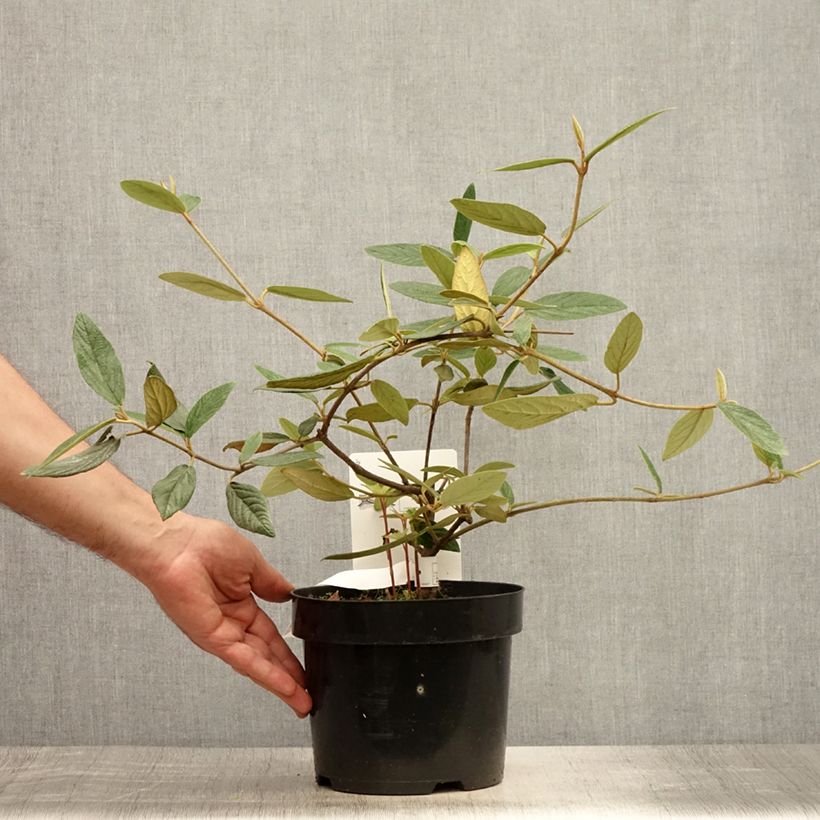 Exemplar von Schneeball Pragense - Viburnum Topf mit 3L/4L wie im Sommer geliefert