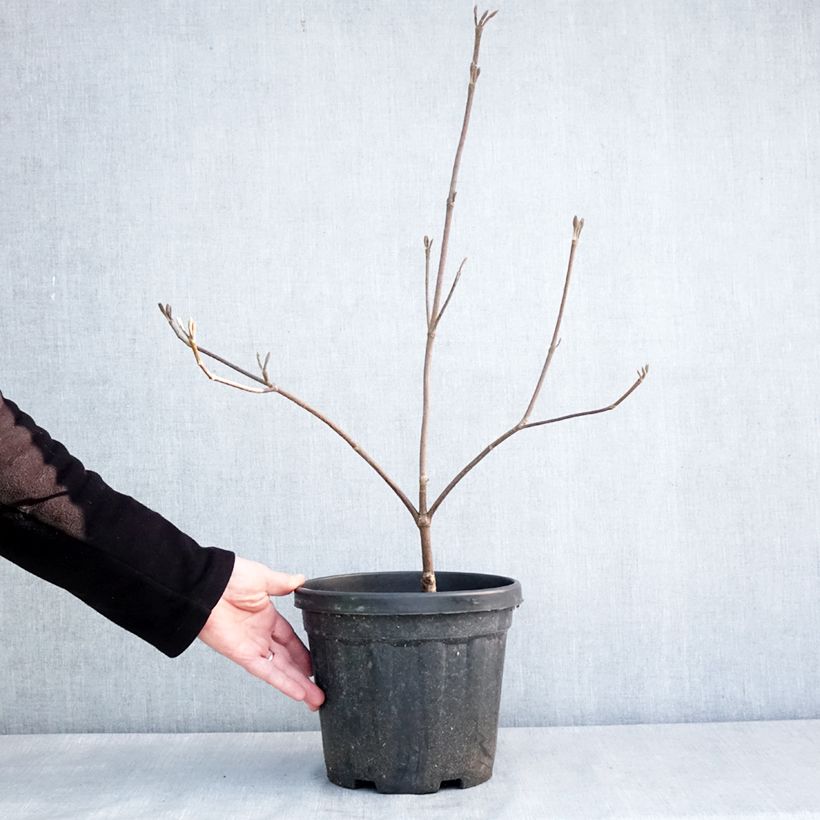 Exemplar von Schneeball furcatum - Viburnum Topf mit 6L/7L wie im Winter geliefert