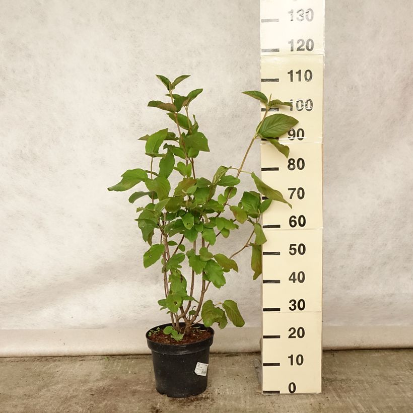 Exemplar von Wolliger Schneeball - Viburnum lantana Topf mit 7,5L/10L wie im Sommer geliefert