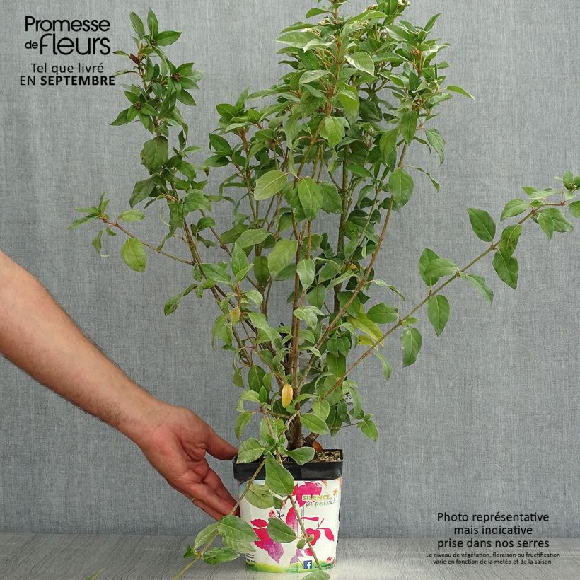 Exemplar von Lorbeerblättriger Schneeball - Viburnum tinus Topf mit 2L/3L wie im Sommer geliefert