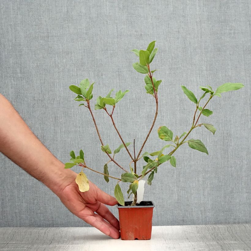 Exemplar von Lorbeerblättriger Schneeball Gwenllian - Viburnum tinus Kleine Töpfe von 8/9 cm wie im Sommer geliefert