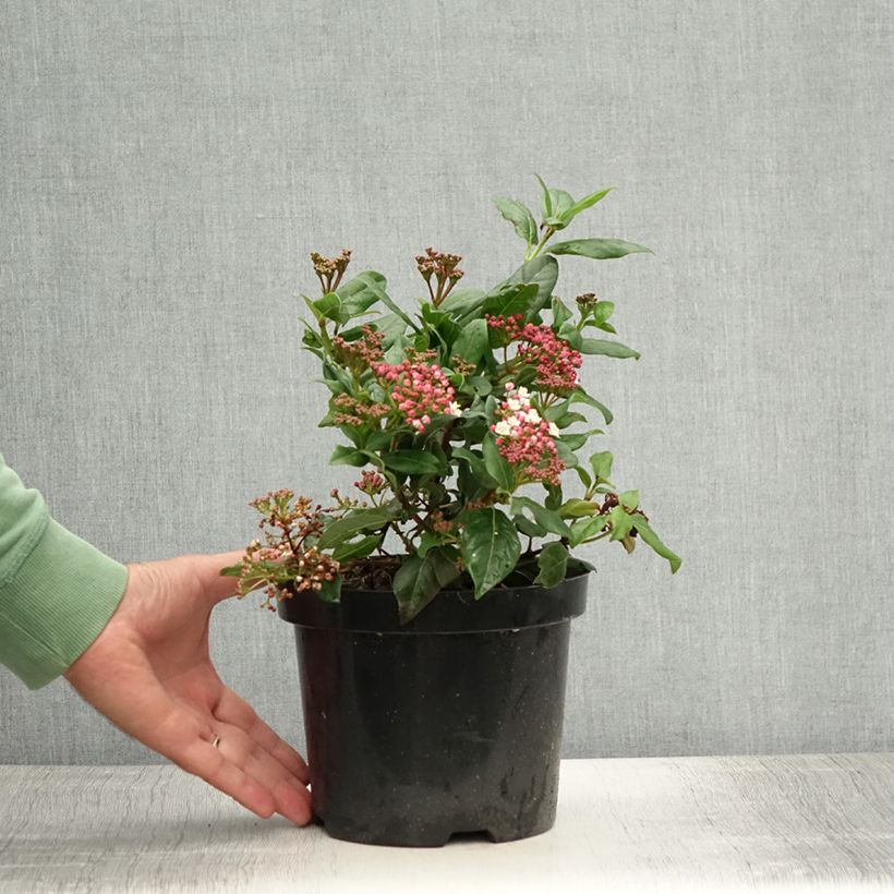 Exemplar von Lorbeerblättriger Schneeball Gwenllian - Viburnum tinus Topf mit 2L/3L wie im Sommer geliefert