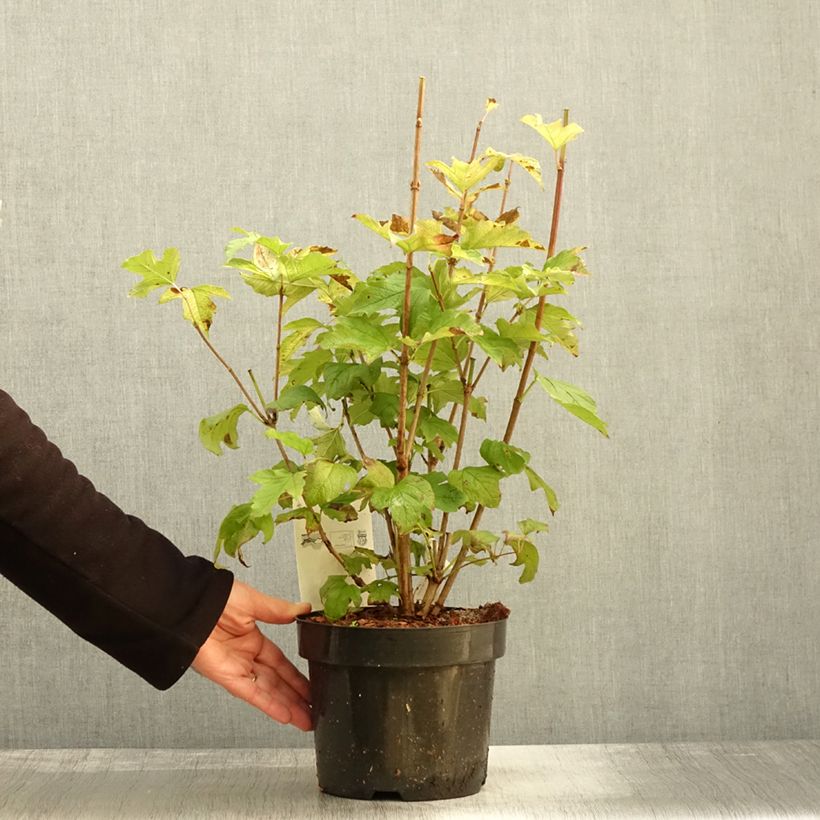 Exemplar von Gewöhnlicher Schneeball Park Harvest - Viburnum opulus Topf mit 2L/3L wie im Herbst geliefert
