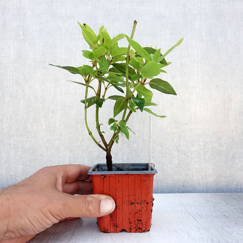 Exemplar von Gewöhnlicher Schneeball Compactum - Viburnum opulus Kleine Töpfe von 8/9 cm wie im Sommer geliefert