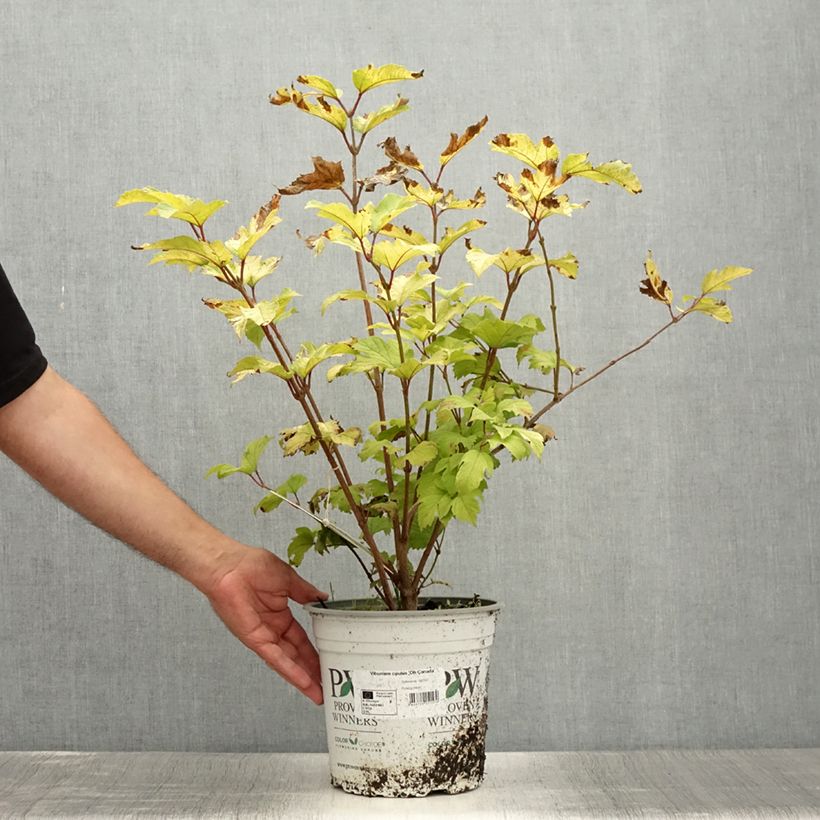 Exemplar von Gewöhnlicher Schneeball Oh Canada - Viburnum opulus Topf mit 4L/5L wie im Sommer geliefert