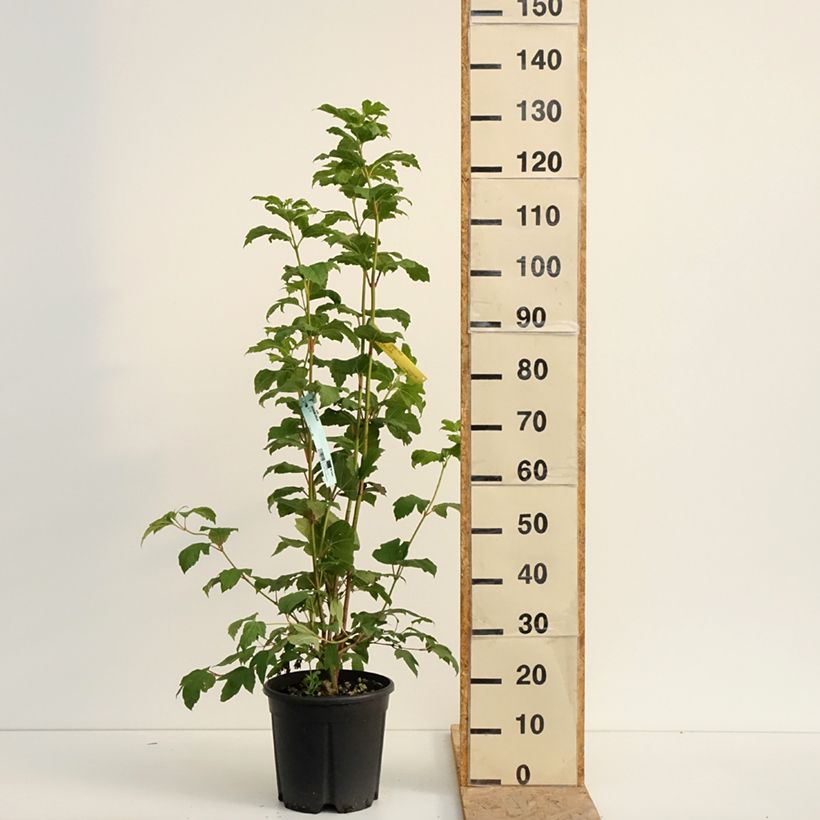 Exemplar von Gewöhnlicher Schneeball - Viburnum opulus Topf mit 7,5L/10L wie im Sommer geliefert