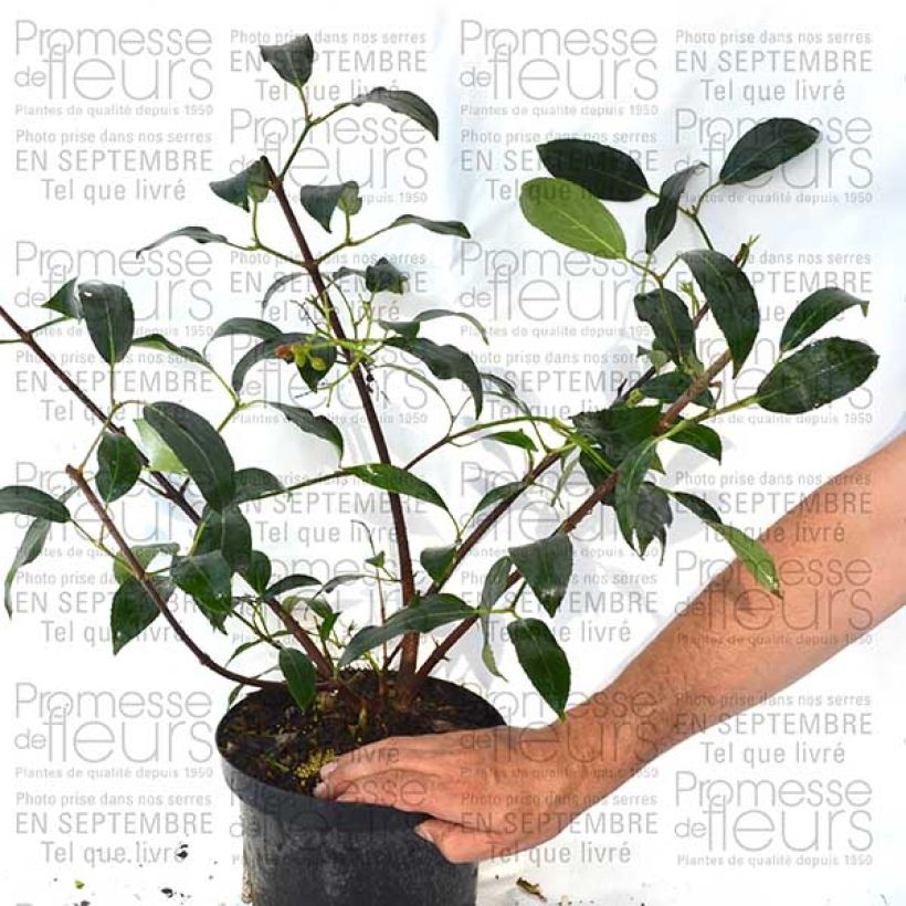 Beispiel eines Exemplars von Schneeball Le Bois Marquis - Viburnum Topf mit 7,5L/10L wie geliefert