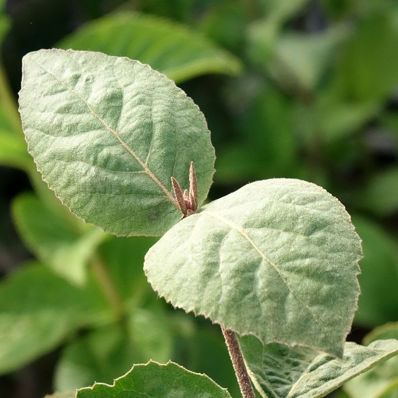 Koreanischer Duft-Schneeball Aurora - Viburnum carlesii (Laub)