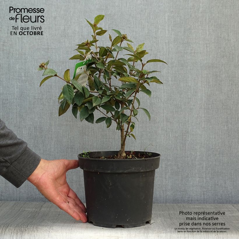 Exemplar von Schneeball Eskimo - Viburnum utile Topf mit 2L/3L wie im Herbst geliefert