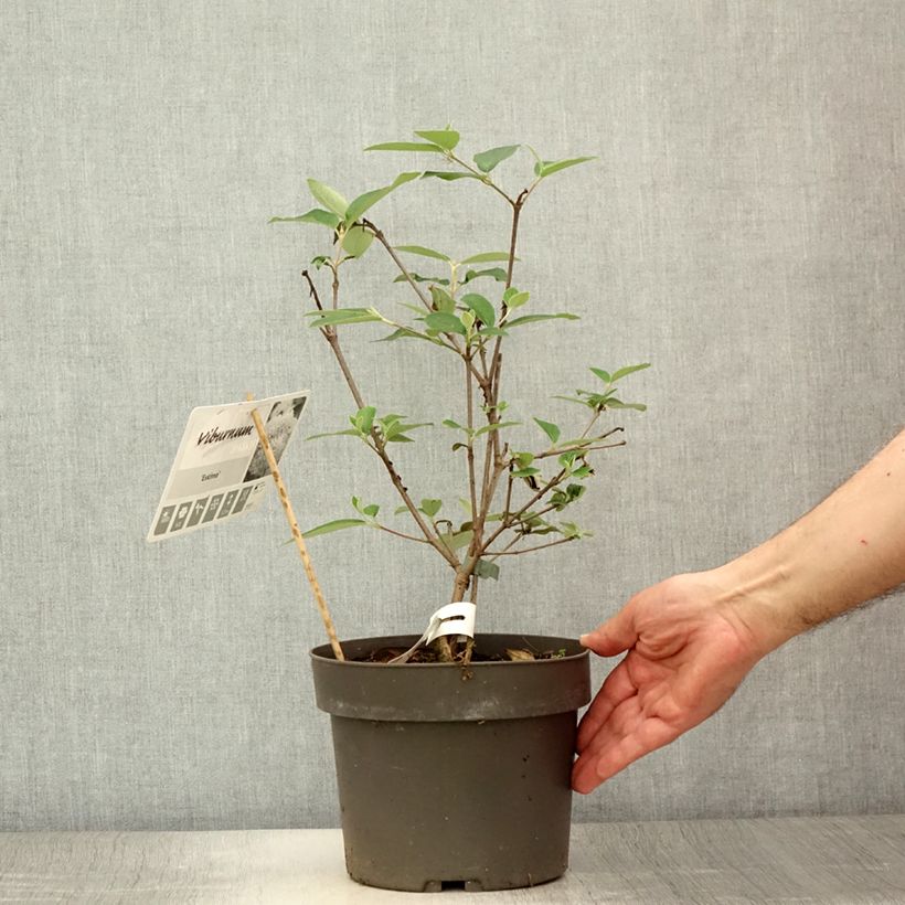 Exemplar von Schneeball Eskimo - Viburnum utile Topf mit 4L/5L wie im Sommer geliefert