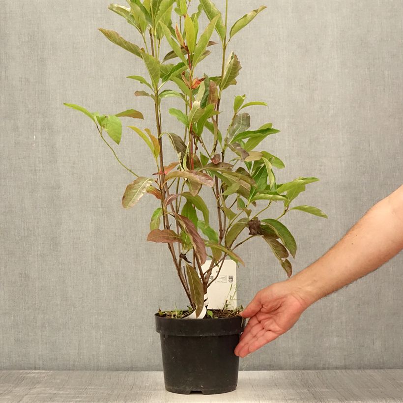 Exemplar von Schneeball Brandywine - Viburnum nudum Topf mit 2L/3L wie im Sommer geliefert