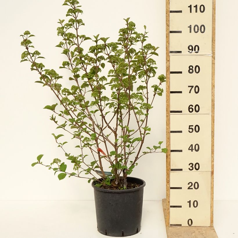 Exemplar von Japanischer Schneeball Grandiflorum Noble - Viburnum plicatum Topf mit 12L/15LGelieferte Höhe ca. 80/90cm wie im Frühjahr geliefert