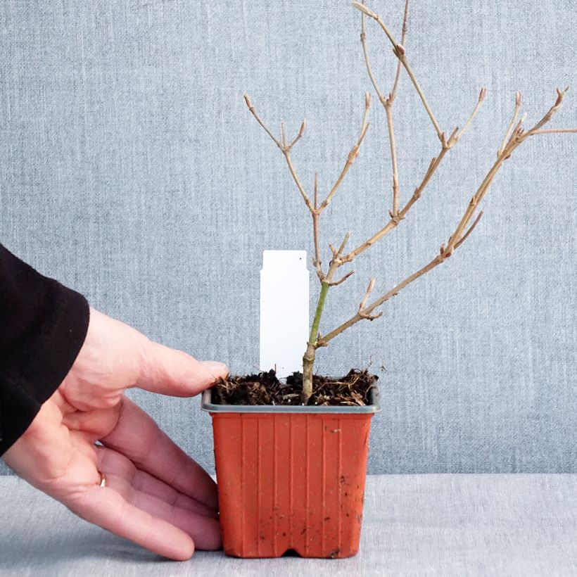Exemplar von Japanischer Schneeball Kilimanjaro - Viburnum plicatum Kleine Töpfe von 8/9 cm wie im Winter geliefert