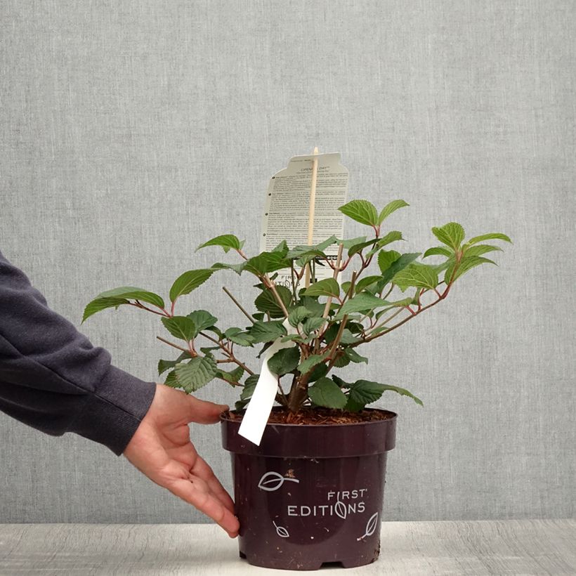 Exemplar von Japanischer Schneeball Opening Day - Viburnum plicatum Topf mit 2L/3LGelieferte Höhe ca. 30/40cm wie im Sommer geliefert