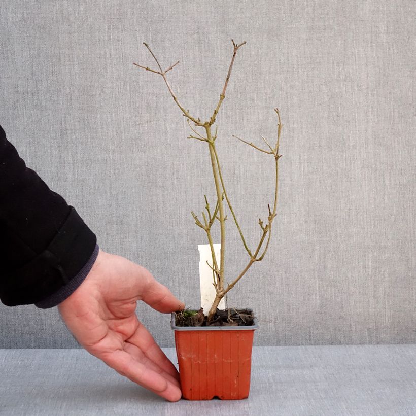 Exemplar von Japanischer Schneeball Watanabe - Viburnum plicatum Kleine Töpfe von 8/9 cm wie im Winter geliefert