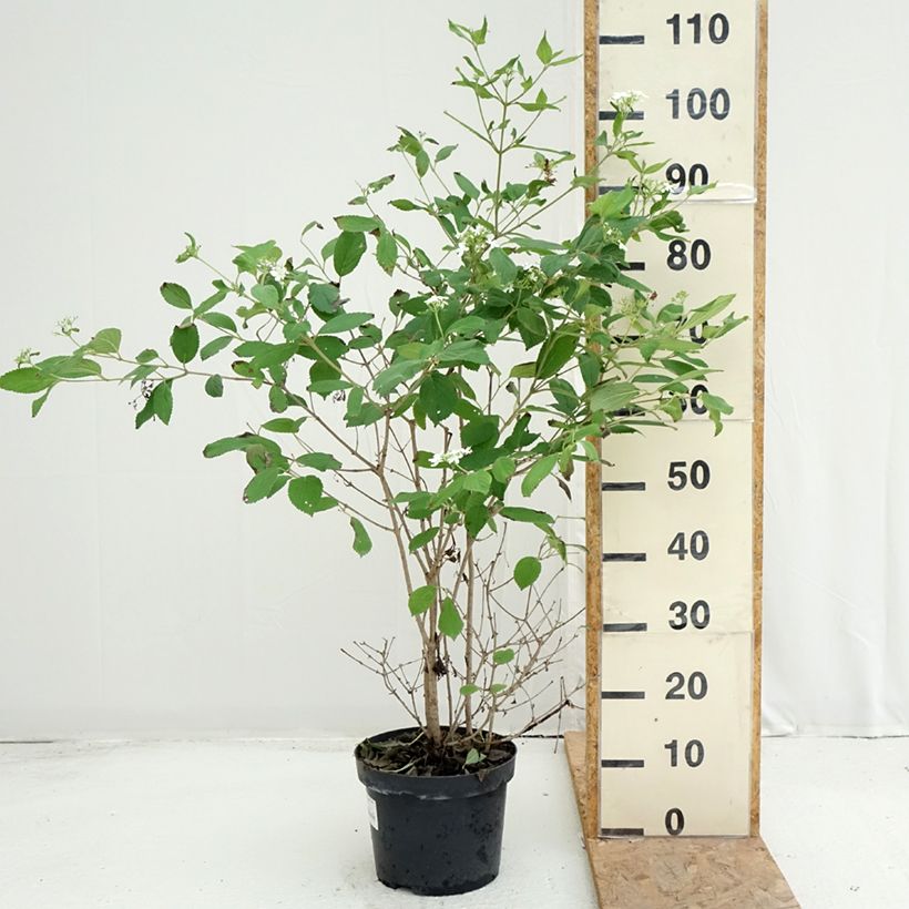 Exemplar von Japanischer Schneeball Watanabe - Viburnum plicatum Topf mit 3L/4L wie im Sommer geliefert